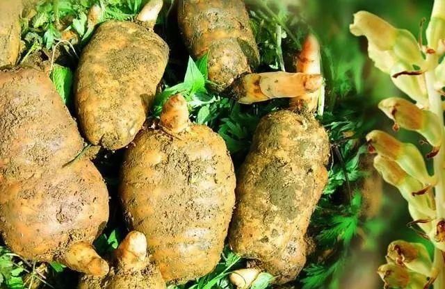  「种植」选择这三个项目，农村种植致富并不难