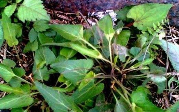 农村路边一种野草，叫做“犁头草”，农民见到就除，药用价值珍贵