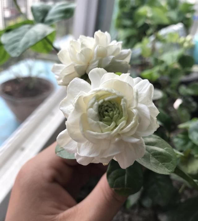  还要|比桂花还要香，阳台种2棵，全家都飘香