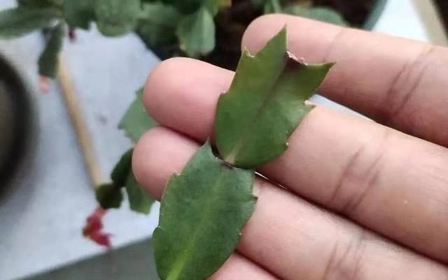  「嫁接」蟹爪兰这样嫁接，开花一层又一层，漂亮又壮观