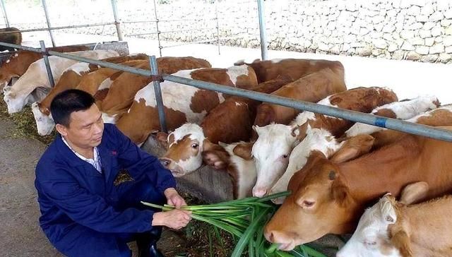  【快速】农村养牛难吗？老农教你掌握5个要点，实现快速致富
