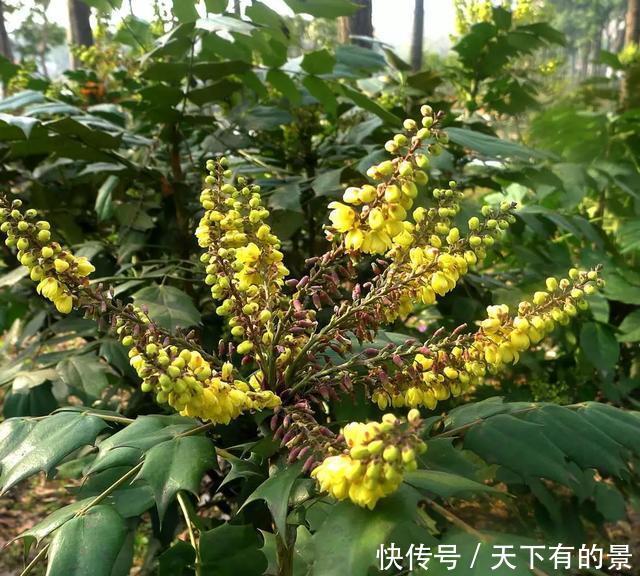  「冬天」5种花“冬天”能扦插，不黑腐成活率高，生根快一倍