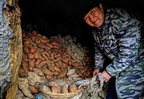  储藏■地窖遭废弃，丰收的红薯咋储藏？农民搬出老物件，太实用