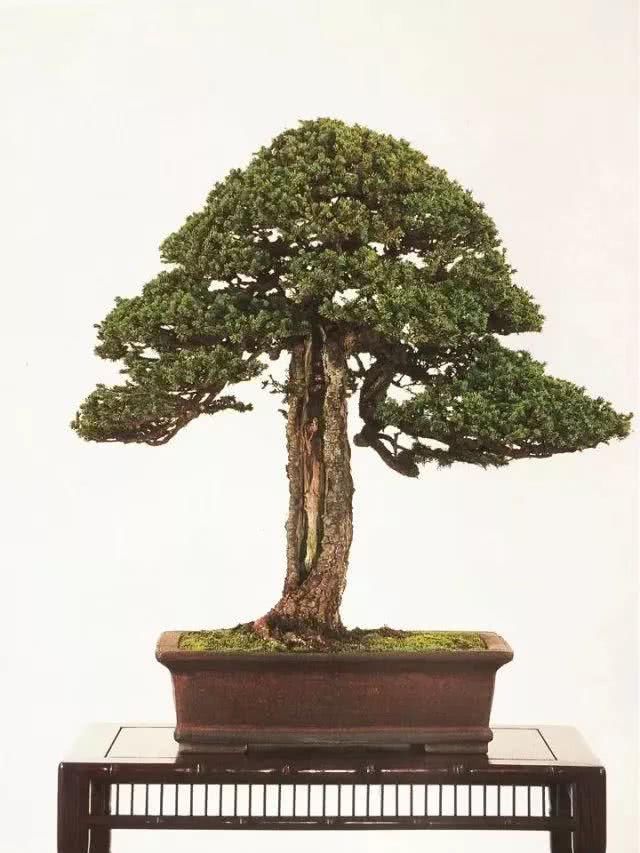 『感悟』盆景人感悟:勤奋,成就生活之美!