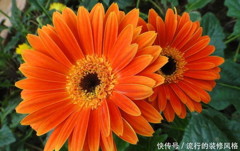  「蓝雪花」喜欢在家中养护花卉，就选择花朵美艳，开花量大、花期长的花卉