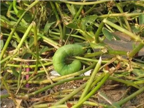  「鲶鱼」猪儿虫作饵效果惊人，后悔没有早用上！