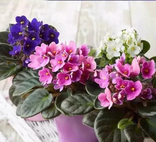  家里：几种喜阴的花卉，室内养花就选这几种，把春天带进家里