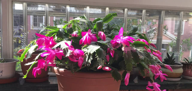  「种植」最美的室内植物，种植简单易“养活”，花期超长颜值高！