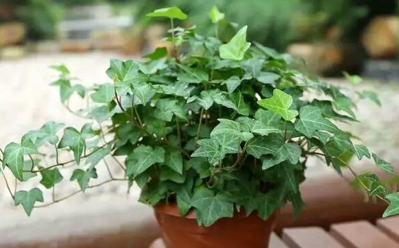  『洗脑』办公室桌子上放这些植物，好看洗脑还提神，好闻花还香