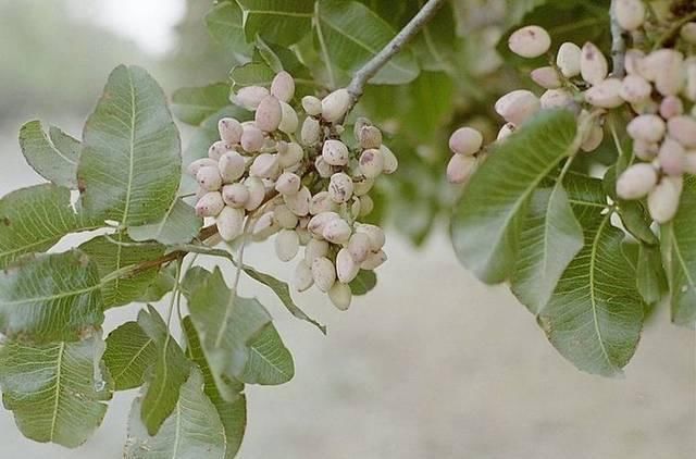  #我国#引进我国1300年，市场一斤50元供不应求，为啥农民没眼光