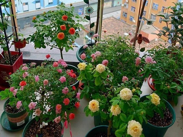  [最合适]1间房1盆花，养最合适的，全家都健康