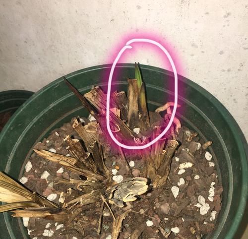  [树皮]没见过这么糟蹋兰花的，心痛极了，给点小建议吧
