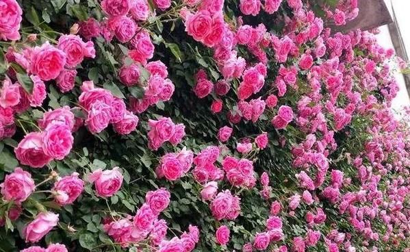 「回家」“高颜值”的3种花,回家“养2盆”,有阳光就开花
