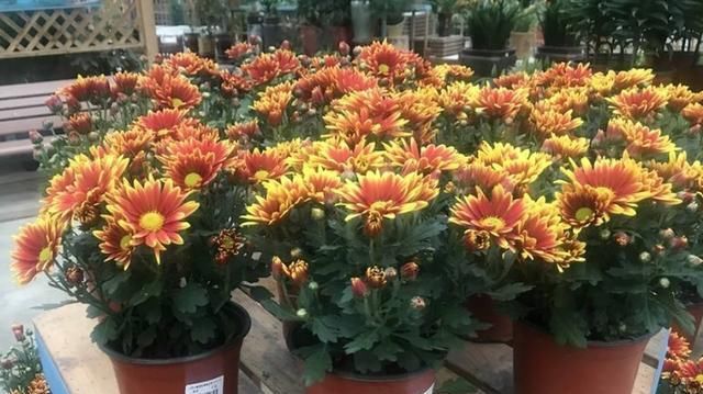  品种：有3个菊花品种，不仅长得漂亮，还特别好养，非常适合现在的气候