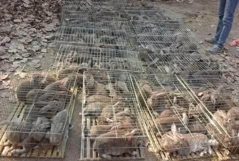  [兔子]兔子繁殖快，农村为什么不养殖兔子致富？听完过来人的分