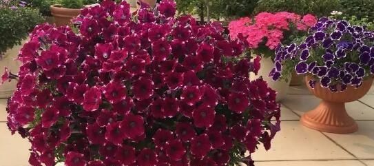  #花团锦簇#阳台种花选这5种，一棵一分钱，一次开100朵，花团锦簇阳台成花海