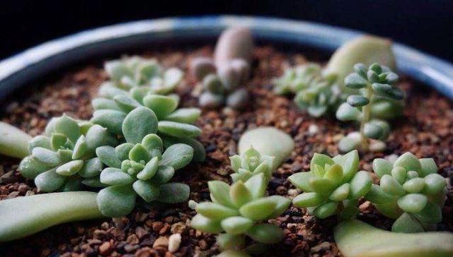  【春天】难怪你的多肉生长慢，原来养错了，赶紧改正，春天一过成大块头