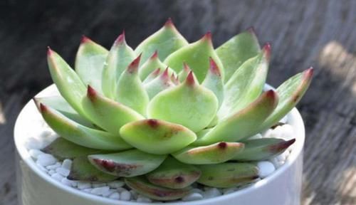  [技巧]多肉植物四季浇水有技巧，掌握好以下3点，助你成为养殖大咖