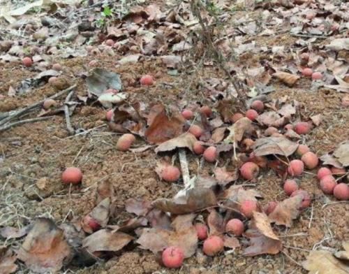  身价：过去落一地果子白送没人要，如今身价走高供不应求，果农