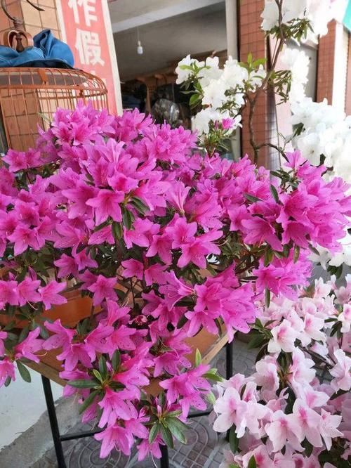 土壤的PH■杜鹃为什么不开花?教你一个小窍门,喂点“白醋”,红花开不停