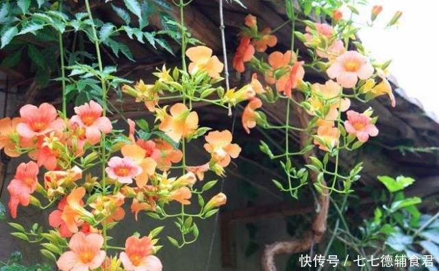 「凌霄花」凌霄花需不需要摘顶,养护凌霄花要注意什么?