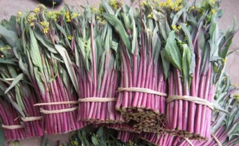  「红菜苔」越割越能长，种了能割8次，一斤6元热卖，农民却不敢