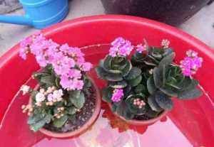 养鱼水|家里的这些花浇水要正确,学会这几招,不怕再把花浇死!