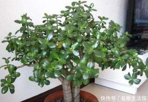 「家里」这些花草家里摆一盆,高雅大气上档次,个个都是“吉祥”花!