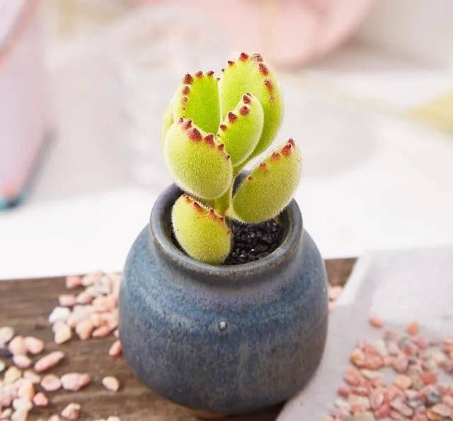  [自带臭味]这4种花长得真漂亮，但是浑身带臭味！你愿意种吗？