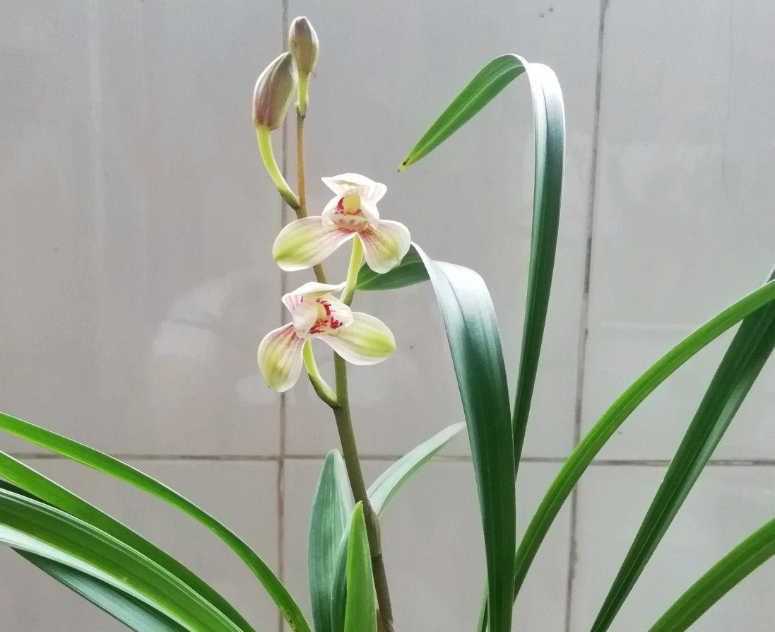 【芦头】烂根严重的兰花直接丢?花匠教你3招,捂兰花芦头,一个月长新芽