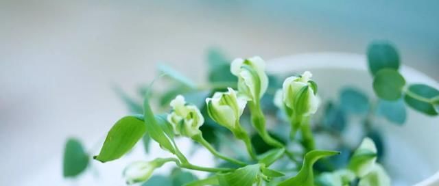  【们平时】厨房废油怎么处理最正确？别再傻傻的倒掉了，用来养花变废为宝！