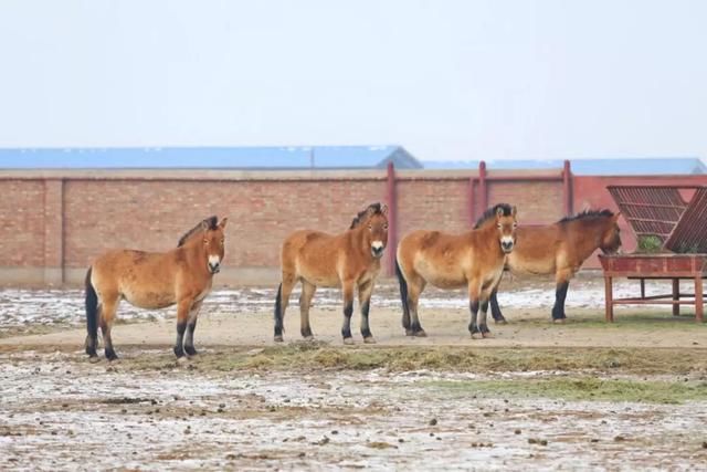 服气！接近零下20度，这台10多万的SUV还敢爬山撒野