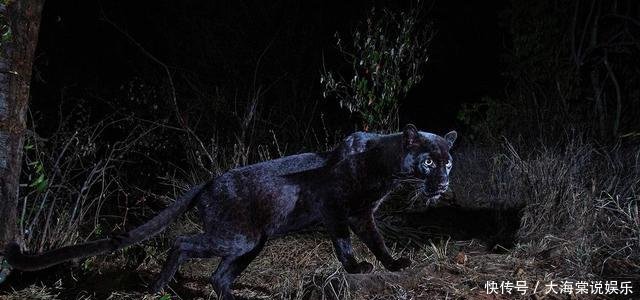  猫科动物：为什么有些猫科动物耳背有白毛这对它们的生活来说相当重要
