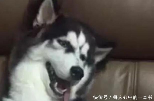  「主人」二哈做完绝育主人担心它出事，下班回家看到一副生无可恋的样子