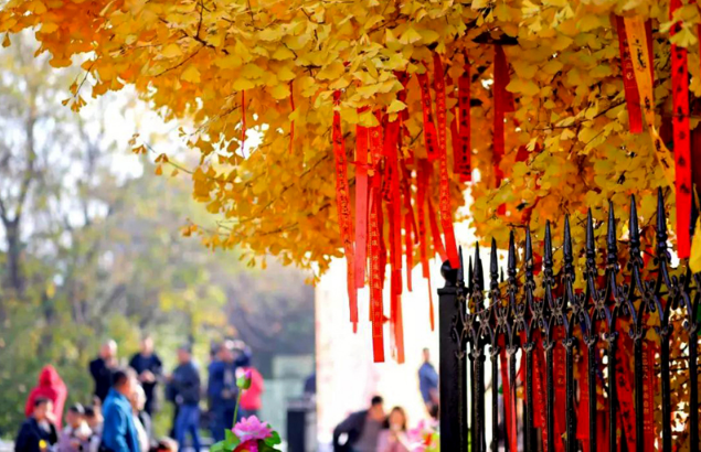 2600年前老子种下的银杏树,长成了中国地图,美出了天际!