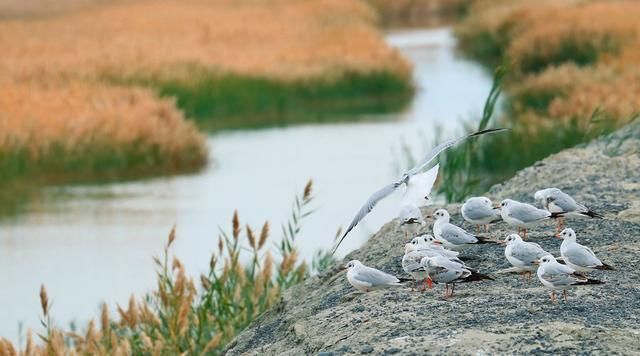  #生态#价值1万亿的咸水湖，却是中国西部沙尘暴源头之一，生态问