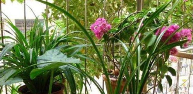  『阳光』这几种花卉适宜夏季种，爆盆快！快速让您阳台浪漫满屋、花香四溢