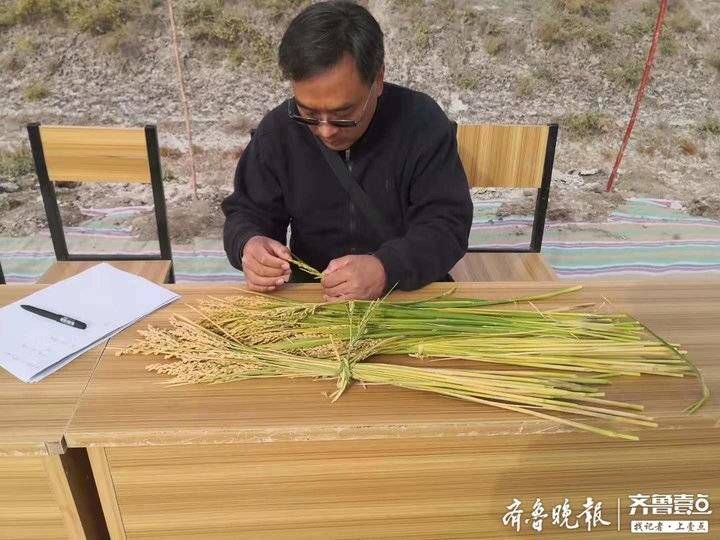  「大沙漠」荒漠变粮仓！中国最大沙漠边缘长出“海水稻”，亩产