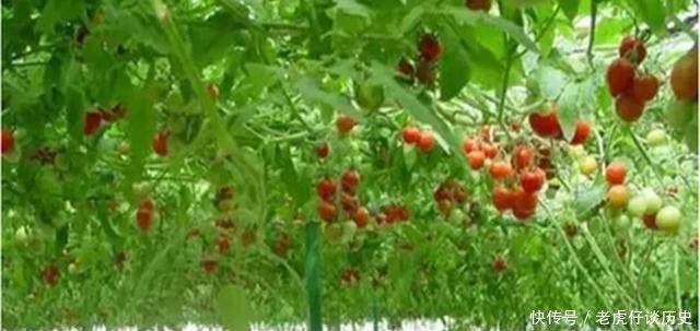 同是农民，同是种地，缘何美国农民个个富裕，差距在哪