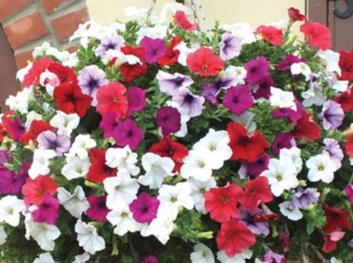 轻松■4种花是夏日“开花机器”,管理得当轻松爆盆,“霸占”整个阳台