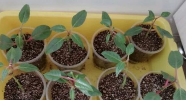  『茉莉花』4种花插土里就活，10天就生根，一年开花200多天，新手也能养好！