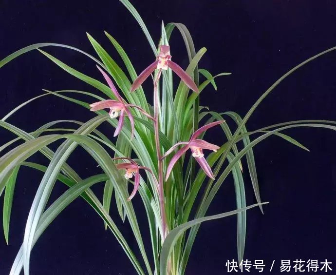『生长期』兰花生长缓慢或停滞?莫急,也许是未到生长时