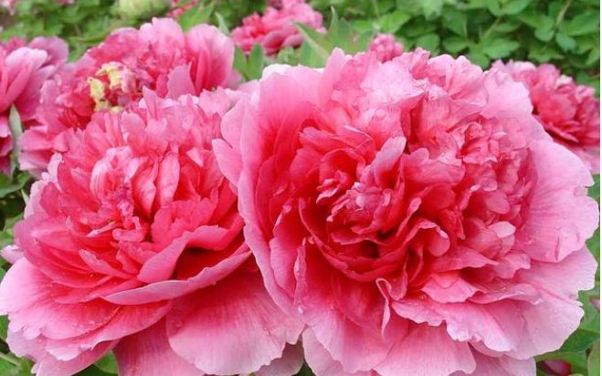 「寓意」“人养花、花养人”,聪明人都养这4种花,寓意好作用多