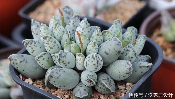 口诀:给多肉浇水的口诀:一看、二摸、三观色,弄懂了轻松搞定盆栽