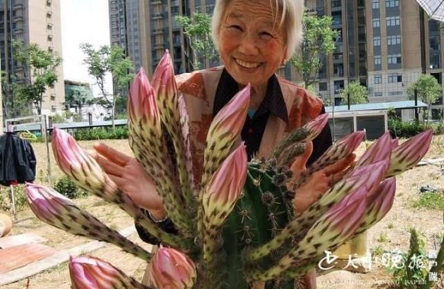 「瞬间」驻马店：市民家中昙花开绽放瞬间最耀眼