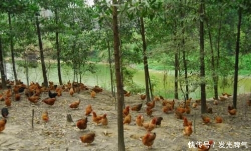  【有多强】鸡的破坏力有多强？山林里有土鸡活动的地方为何都是