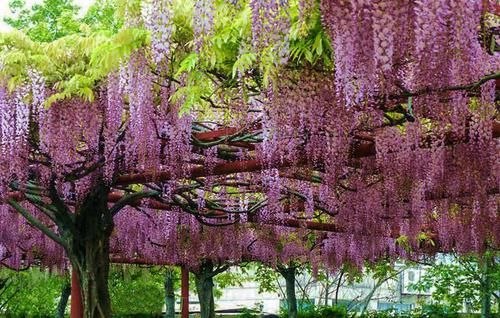 「适合」适合打造“花墙”的2种花,个个鲜艳美丽,花开茂盛惹人喜爱!
