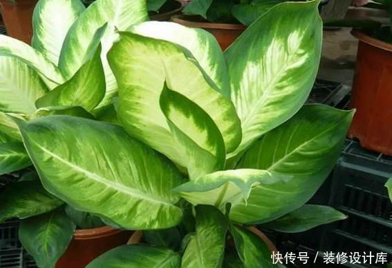「款花」厕所异味重该怎么办?盆栽3款花''专治''它,让家里更上档次