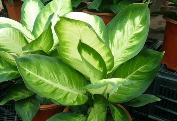 #懒人#几种懒人养花最爱,在家养起来花蕾蹭蹭冒,整个家变成花海