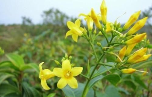  小黄花：告诉家人，野外碰见开“小黄花”的植物，别碰，有剧毒